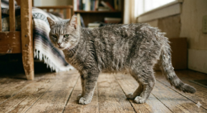 katze stumpfesfell